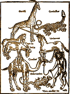 Animals of the Holy Land: Erhard Reuwich's illustration from Peregrinatio in Terram Sanctam (Travels in the Holy Land) by Bernhard von Breydenbach